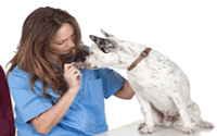 Medico veterinario