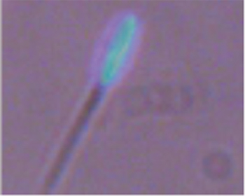 3) Spermatozoo di ariete: la struttura è identica al nucleo in 2, più piccola perchè aploide  (metà dei cromosomi)