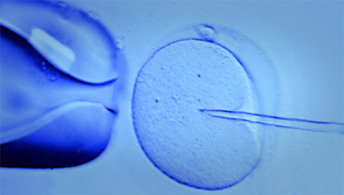 Reproductive Biotechnologies 