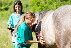 Medicina e chirurgia del cavallo